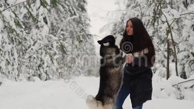 一个美丽的女孩喂养西伯利亚哈士奇的自然，并从事培训。 狗在前爪上跳到胸前